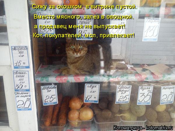 Котоматрица: Сижу за окошком, в витрине пустой. Вместо мясного, залез в овощной. а продавец меня не выпускает! Кот, покупателей, мол, привлекает!