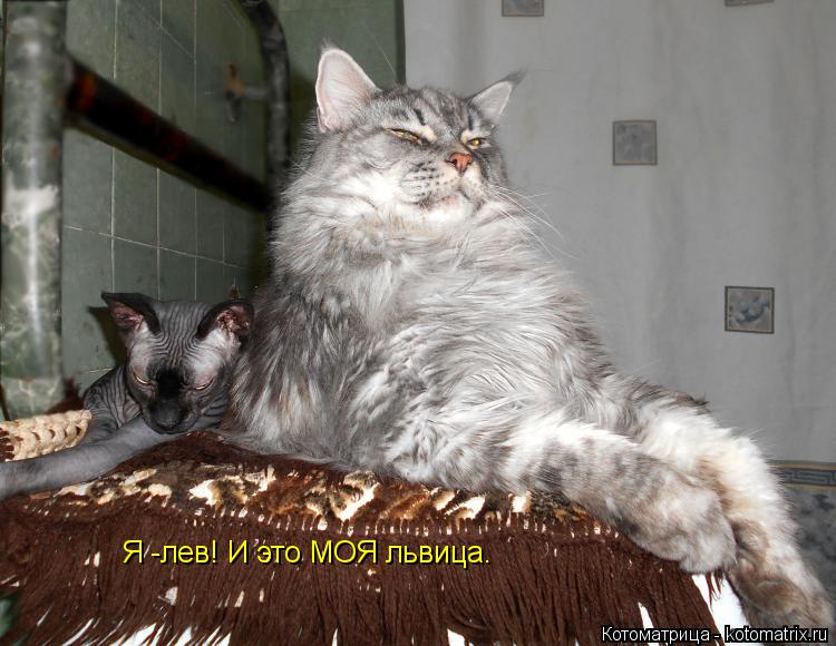 Котоматрица: Я -лев! И это МОЯ львица.