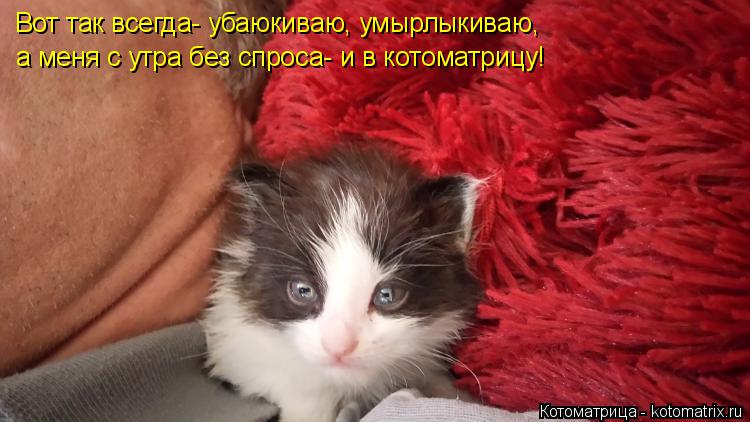 Котоматрица: Вот так всегда- убаюкиваю, умырлыкиваю, а меня с утра без спроса- и в котоматрицу!