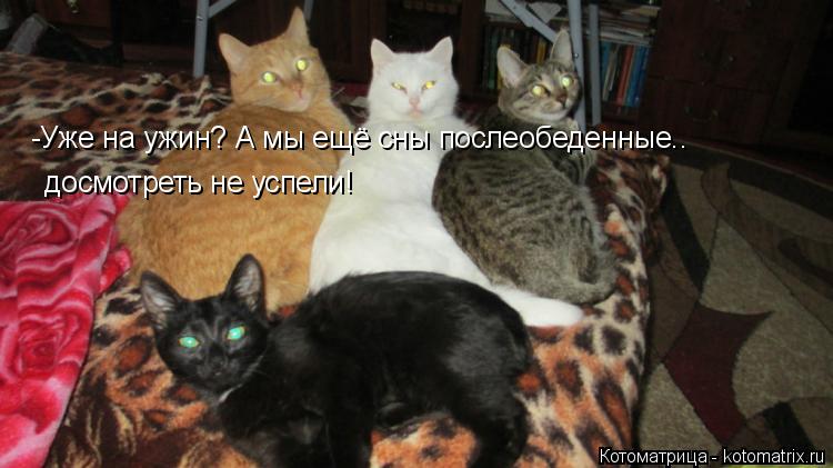 -Уже на ужин? А мы ещё сны послеобеденные.. досмотреть не успели!... Котоматрица: -Уже на ужин? А мы ещё сны послеобеденные.. досмотреть не успели!