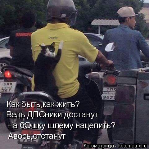 Котоматрица: Как быть,как жить? Ведь ДПСники достанут На бОшку шлёму нацепить? Авось,отстанут