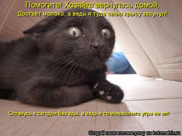 Котоматрица: Помогите! Хозяйка вернулась домой, Достаёт молоко, а ведь я туда свою крысу засунул! Останусь я сегодня без еды, а ведь я со вчерашнего утра н