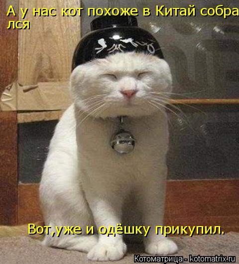 Котоматрица: А у нас кот похоже в Китай собрался лся Вот,уже и одёшку прикупил.