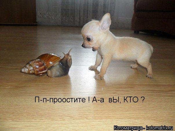 Котоматрица: П-п-проостите ! А-а  вЫ, КТО ?