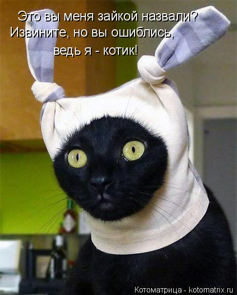 Это вы меня зайкой назвали? Извините, но вы ошиблись, ведь я - котик!... Котоматрица: Это вы меня зайкой назвали? Извините, но вы ошиблись, ведь я - котик!