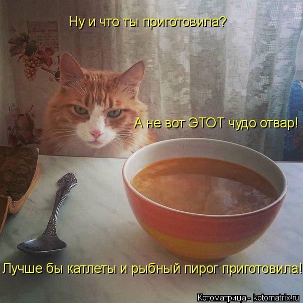 Котоматрица: Ну и что ты приготовила? Лучше бы катлеты и рыбный пирог приготовила! А не вот ЭТОТ чудо отвар!