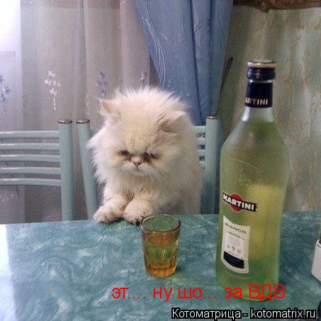 эт.... ну шо... за ВДВ... Котоматрица: эт.... ну шо... за ВДВ