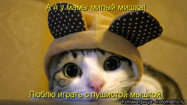 Котоматрица: А я у мамы милый мишка! Люблю играть с пушистой мышкой!