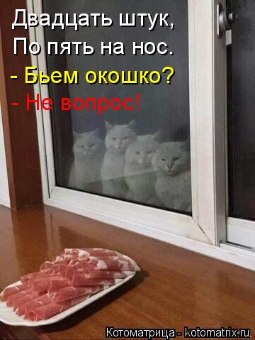 Двадцать штук, По пять на нос. - Бьем окошко? - Не вопрос!... Котоматрица: Двадцать штук, По пять на нос. - Бьем окошко? - Не вопрос!