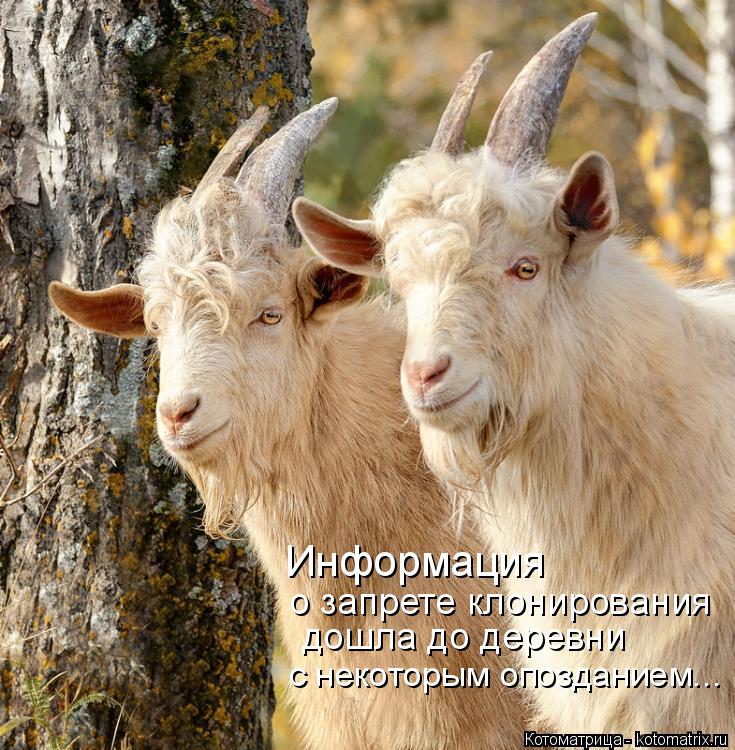 Котоматрица: Информация о запрете клонирования дошла до деревни с некоторым опозданием...
