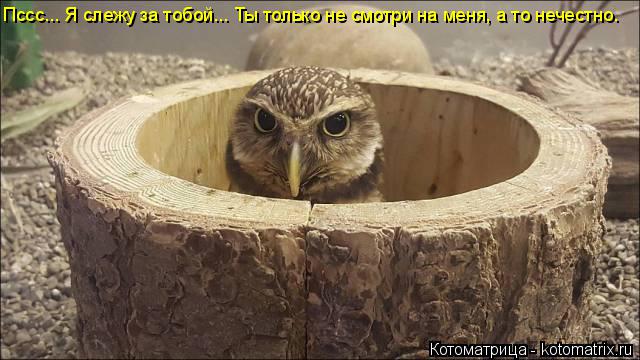 Пссс... Я слежу за тобой... Ты только не смотри на меня, а то нечестно.... Котоматрица: Пссс... Я слежу за тобой... Ты только не смотри на меня, а то нечестно.