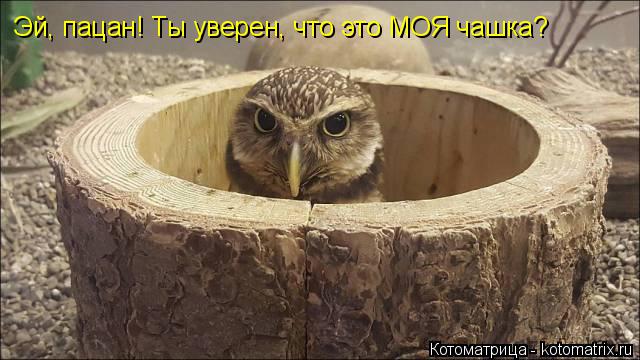 Эй, пацан! Ты уверен, что это МОЯ чашка?... Котоматрица: Эй, пацан! Ты уверен, что это МОЯ чашка?