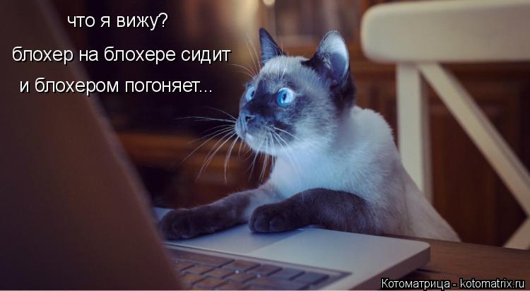 что я вижу? блохер на блохере сидит и блохером погоняет...... Котоматрица: что я вижу? блохер на блохере сидит и блохером погоняет...