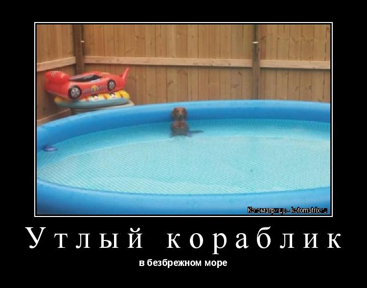 Утлый кораблик в безбрежном море... Котоматрица: Утлый кораблик в безбрежном море
