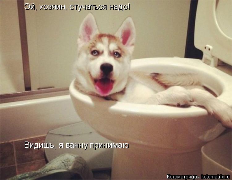Эй, хозяин, стучаться надо! Видишь, я ванну принимаю... Котоматрица: Эй, хозяин, стучаться надо! Видишь, я ванну принимаю
