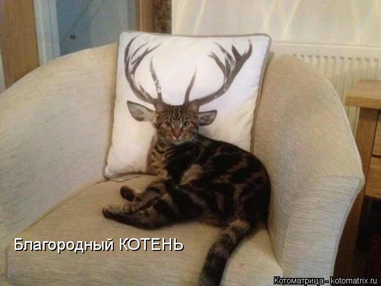 Благородный КОТЕНЬ... Котоматрица: Благородный КОТЕНЬ