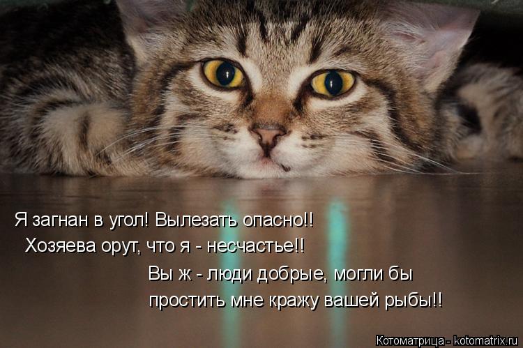 Я загнан в угол! Вылезать опасно!! Хозяева орут, что я - несчастье!! Вы ж - люди добрые, могли бы про... Котоматрица: Я загнан в угол! Вылезать опасно!! Хозяева орут, что я - несчастье!! Вы ж - люди добрые, могли бы простить мне кражу вашей рыбы!!