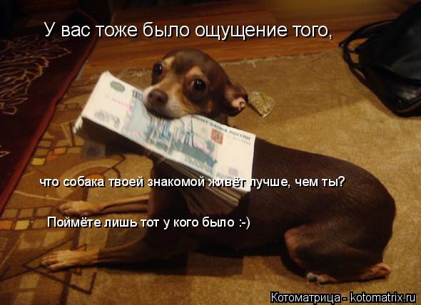 У вас тоже было ощущение того, что собака твоей знакомой живёт лучше, чем ты? Поймёте лишь тот у ког... Котоматрица: У вас тоже было ощущение того, что собака твоей знакомой живёт лучше, чем ты? Поймёте лишь тот у кого было :-)