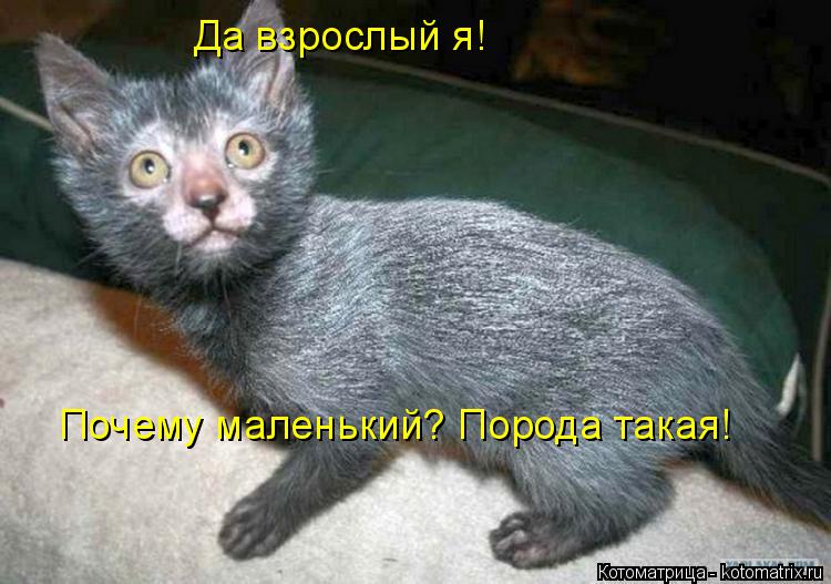 Да взрослый я! Почему маленький? Порода такая!... Котоматрица: Да взрослый я! Почему маленький? Порода такая!