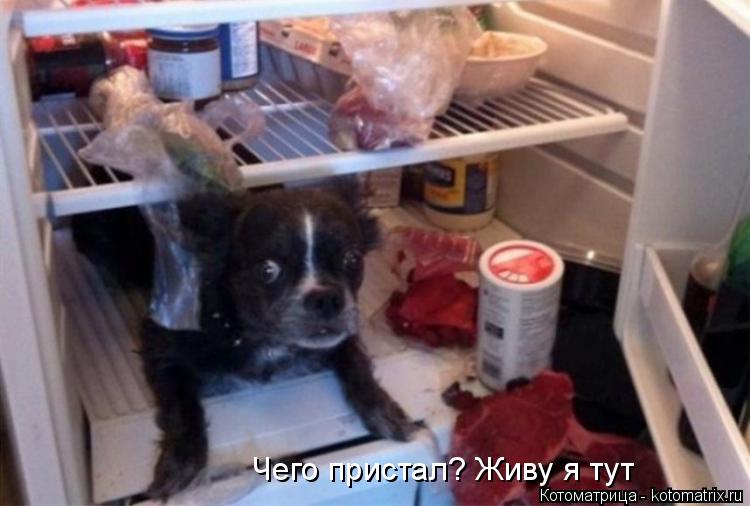 Чего пристал? Живу я тут... Котоматрица: Чего пристал? Живу я тут
