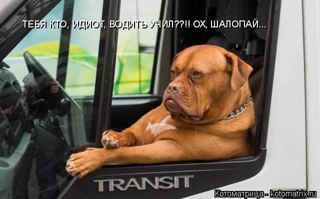 ТЕБЯ КТО, ИДИОТ, ВОДИТЬ УЧИЛ??!! ОХ, ШАЛОПАЙ...... Котоматрица: ТЕБЯ КТО, ИДИОТ, ВОДИТЬ УЧИЛ??!! ОХ, ШАЛОПАЙ...