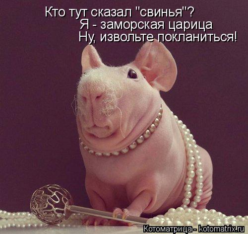 Кто тут сказал "свинья"? Я - заморская царица Ну, извольте покланиться!... Котоматрица: Кто тут сказал "свинья"? Я - заморская царица Ну, извольте покланиться!