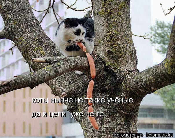 коты нынче не такие учёные, да и цепи уже не те...... Котоматрица: коты нынче не такие учёные, да и цепи уже не те...