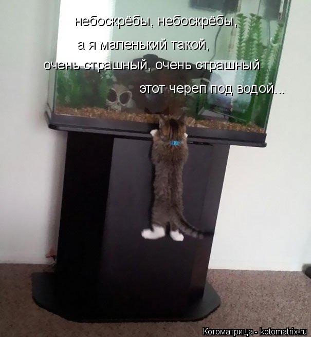 небоскрёбы, небоскрёбы, а я маленький такой, очень страшный, очень страшный этот череп под водой...... Котоматрица: небоскрёбы, небоскрёбы, а я маленький такой, очень страшный, очень страшный этот череп под водой...