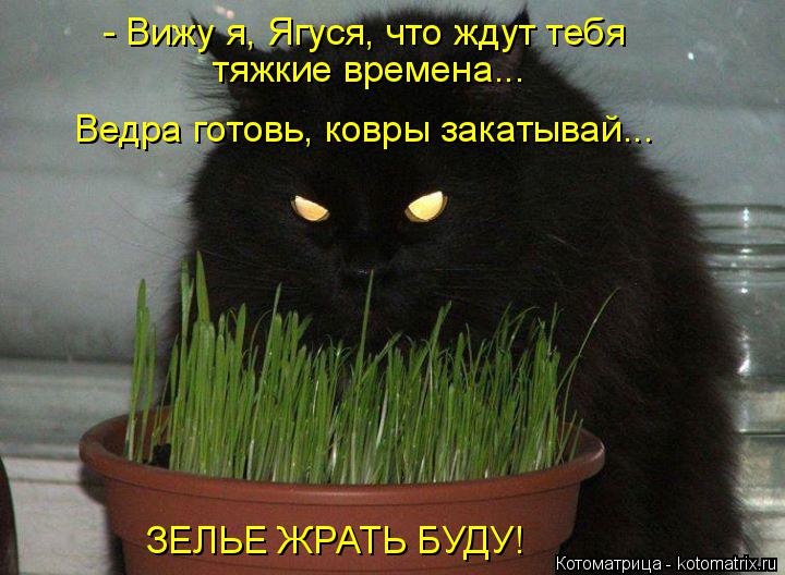 - Вижу я, Ягуся, что ждут тебя Ведра готовь, ковры закатывай... ЗЕЛЬЕ ЖРАТЬ БУДУ! тяжкие времена...... Котоматрица: - Вижу я, Ягуся, что ждут тебя Ведра готовь, ковры закатывай... ЗЕЛЬЕ ЖРАТЬ БУДУ! тяжкие времена...