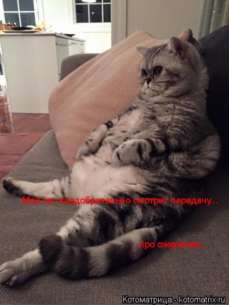 Мой кот неодобрительно смотрит передачу... ...про ожирение...... Котоматрица: Мой кот неодобрительно смотрит передачу... ...про ожирение...