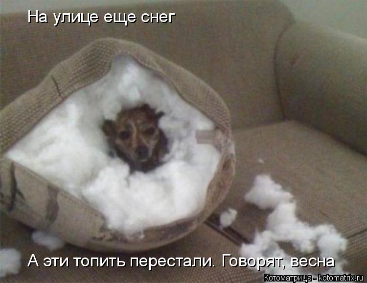 На улице еще снег А эти топить перестали. Говорят, весна... Котоматрица: На улице еще снег А эти топить перестали. Говорят, весна