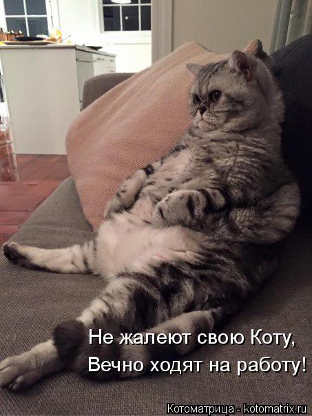 Вечно ходят на работу! Не жалеют свою Коту,... Котоматрица: Вечно ходят на работу! Не жалеют свою Коту,