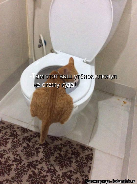 -Там этот ваш утёнок клюнул.. не скажу куда!... Котоматрица: -Там этот ваш утёнок клюнул.. не скажу куда!