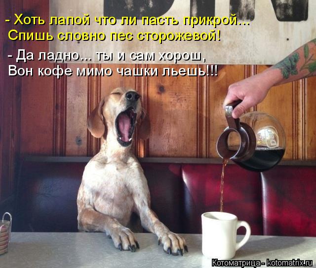 Котоматрица: Вон кофе мимо чашки льешь!!! - Да ладно... ты и сам хорош,  Спишь словно пес сторожевой! - Хоть лапой что ли пасть прикрой...