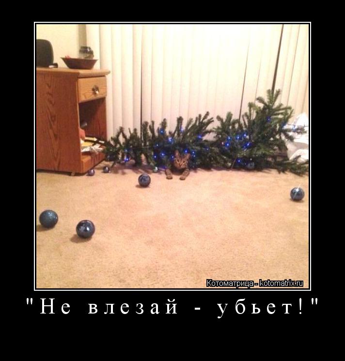 Котоматрица: "Не влезай - убьет!" 