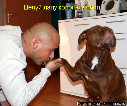 Котоматрица: Целуй лапу королю.Холоп