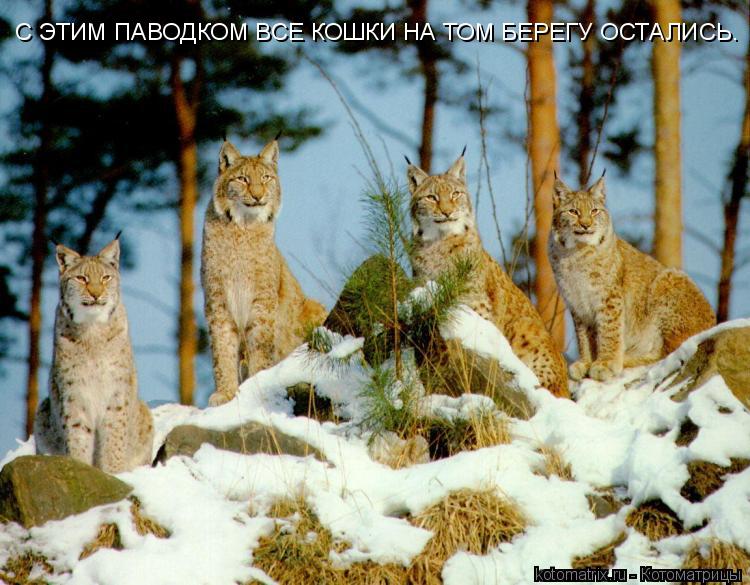 Котоматрица: С ЭТИМ ПАВОДКОМ ВСЕ КОШКИ НА ТОМ БЕРЕГУ ОСТАЛИСЬ.
