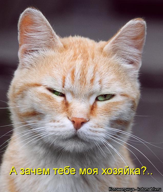Котоматрица: А зачем тебе моя хозяйка?..