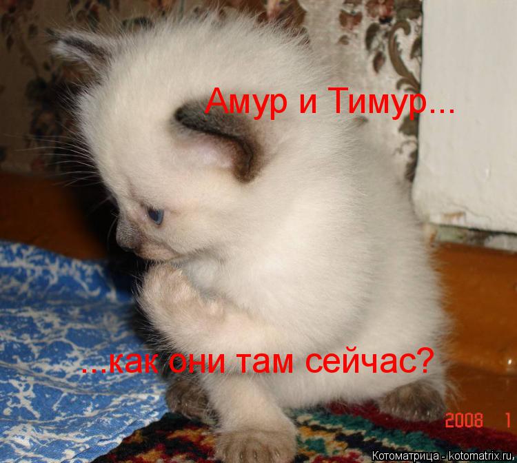 Котоматрица: Амур и Тимур... ...как они там сейчас?