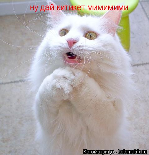 ну дай китикет мимимими... Котоматрица: ну дай китикет мимимими