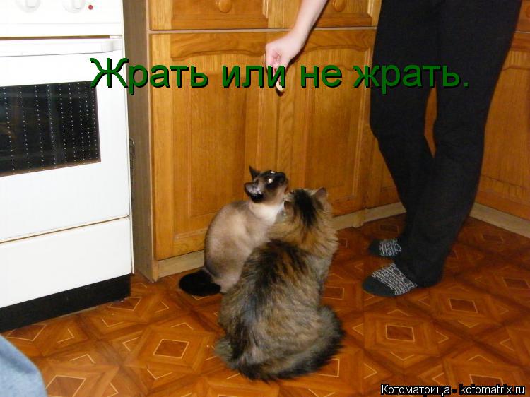 Котоматрица: Жрать или не жрать. Жрать или не жрать.