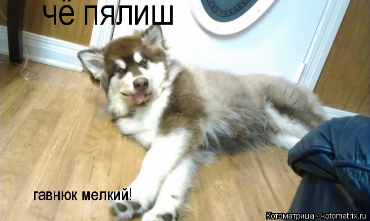 Котоматрица: чё пялиш гавнюк мелкий!