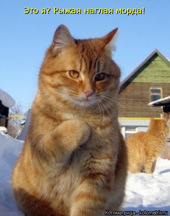Котоматрица: Это я?/ Это я? Рыжая наглая морда!