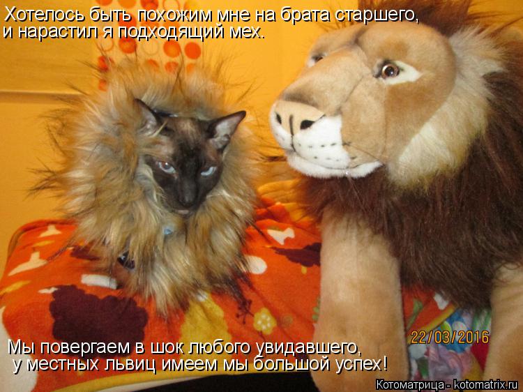 Котоматрица: Хотелось быть похожим мне на брата старшего,  и нарастил я подходящий мех. Мы повергаем в шок любого увидавшего,  у местных львиц имеем мы бо
