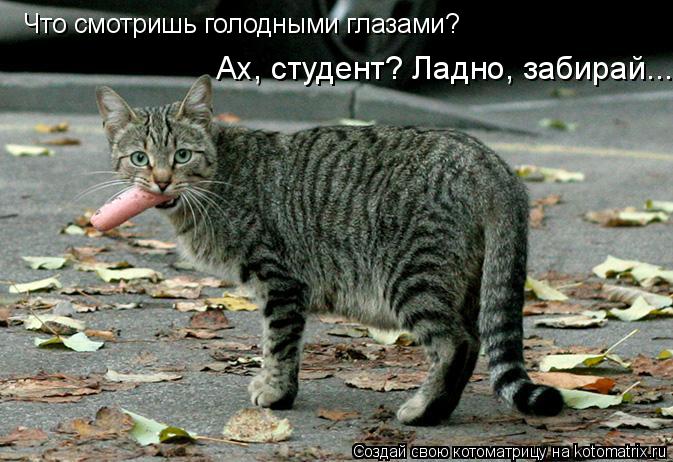 Котоматрица: Что смотришь голодными глазами? Ах, студент? Ладно, забирай...