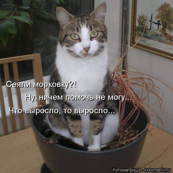 Котоматрица: Сеяли морковку?! Ну, ничем помочь не могу... Что выросло, то выросло...