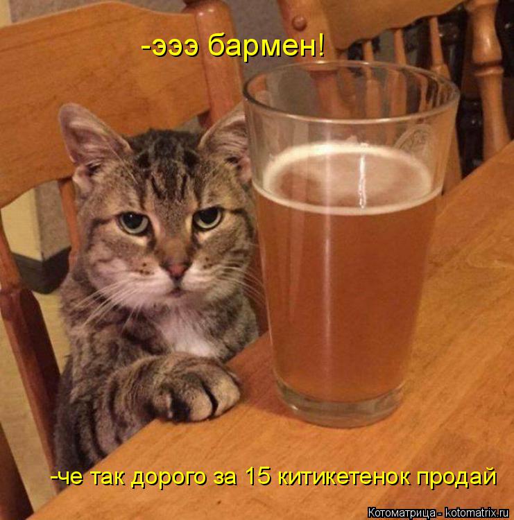 Котоматрица: -эээ бармен! -че так дорого за 15 китикетенок продай