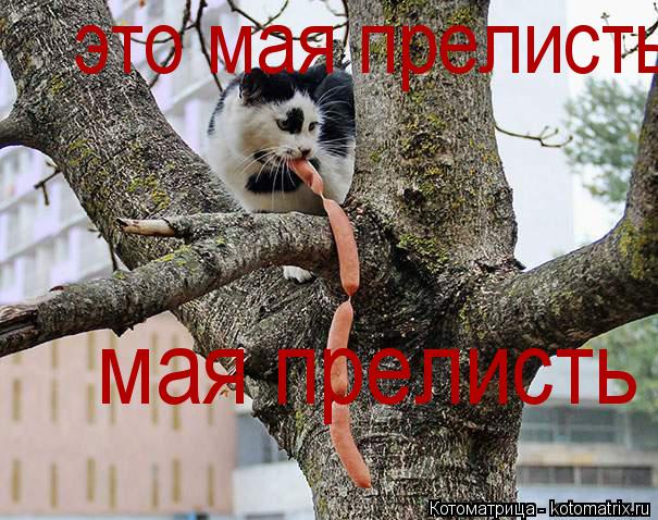 мая прелисть это мая прелисть... Котоматрица: мая прелисть это мая прелисть