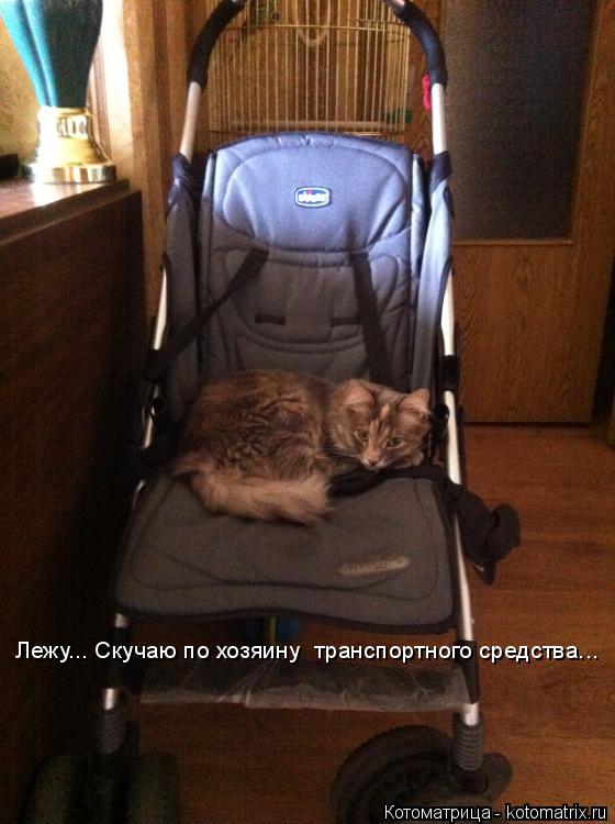 Котоматрица: Лежу... Скучаю по хозяину  транспортного средства...