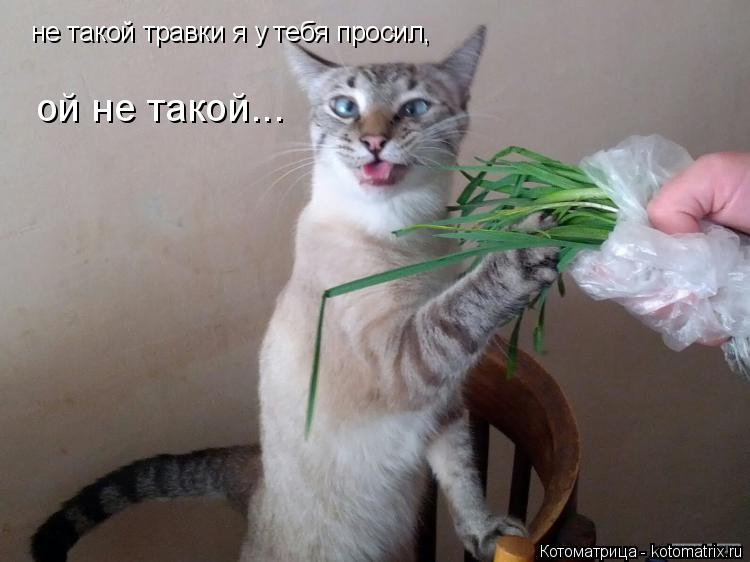 Котоматрица: не такой травки я у тебя просил, ой не такой...